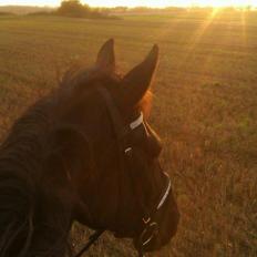 Anden særlig race Lucky - Part R.I.P