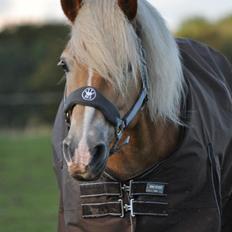 Haflinger Amadeo (papfars hest)