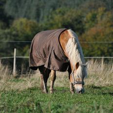 Haflinger Amadeo (papfars hest)