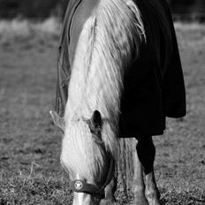 Haflinger Amadeo (papfars hest)