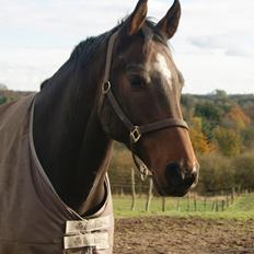 Dansk Varmblod Licrido af Tanderupholm