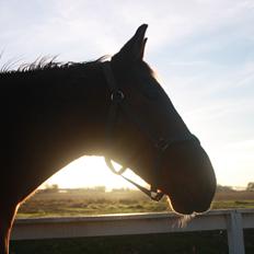 Anden særlig race Sunny -min solstråle<3