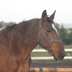 Anden særlig race Sunny -min solstråle<3