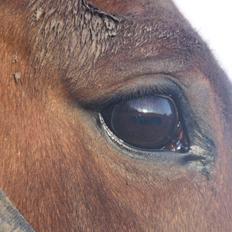 Anden særlig race Sunny -min solstråle<3