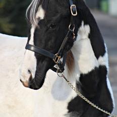 Anden særlig race mascha