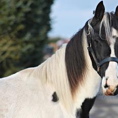 Anden særlig race mascha