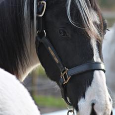 Anden særlig race mascha