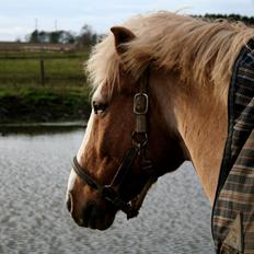 Anden særlig race Pablo