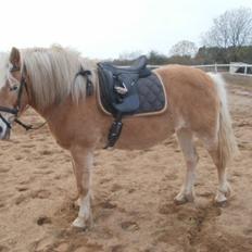 Haflinger Cita