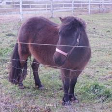 Shetlænder Frederikke