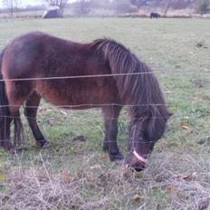 Shetlænder Frederikke