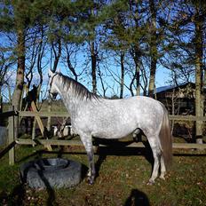 Lipizzaner Maestoso Galya kaldes Silver