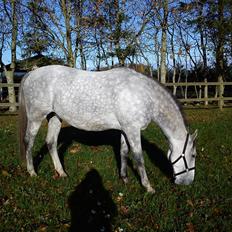 Lipizzaner Maestoso Galya kaldes Silver