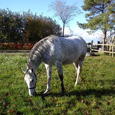 Lipizzaner Maestoso Galya kaldes Silver