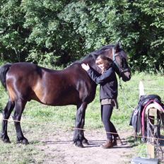 Anden særlig race Bakkely´s Pinus Sylvestris *solgt*