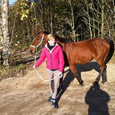 Dansk Varmblod STOREÅENS WELTFLICKA (FLICKA)