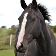 Pinto Scheel´s Samurai