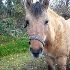 Anden særlig race Blinka (himmelhest)