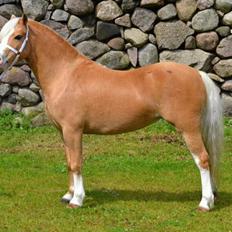 Welsh Mountain (sec A) Englykke´s Dior