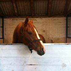 Anden særlig race Valiant