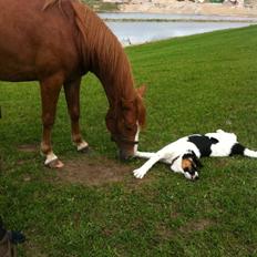 Anden særlig race Valiant