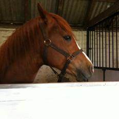 Anden særlig race Valiant