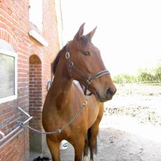 Anden særlig race Monthy