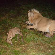 Anden særlig race My Last Heartbeat
