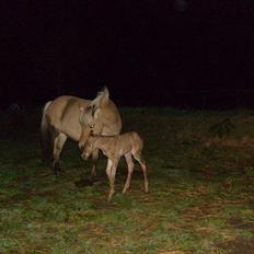 Anden særlig race My Last Heartbeat