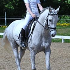 DSP Holmgaards Galant SOLGT ;(