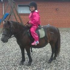 Anden særlig race Tulle