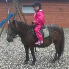 Anden særlig race Tulle