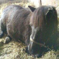 Anden særlig race Tulle