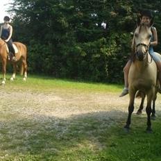 Anden særlig race - Homie