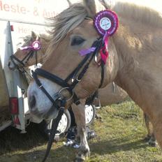Fjordhest Hagbard Skellerød (Nu en Engel) R.I.P