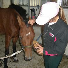 Anden særlig race Nikita *Prinsessen*