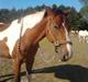 Pinto Heartbreaker <3