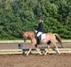 DSP Wissinggaards Dornik Special<3