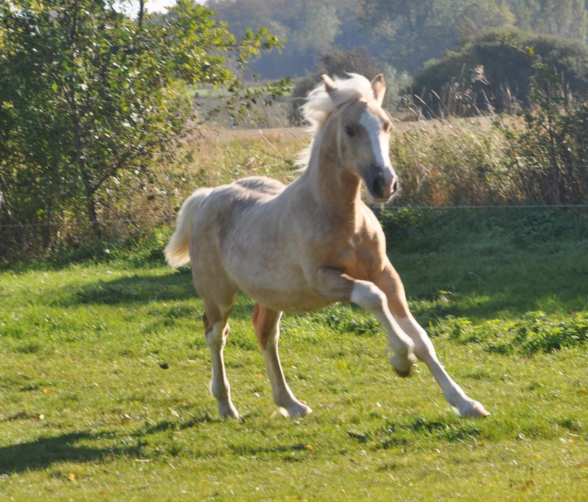 Welsh Cob (sec D) Naseba´s Elektra - okt 2012 billede 1