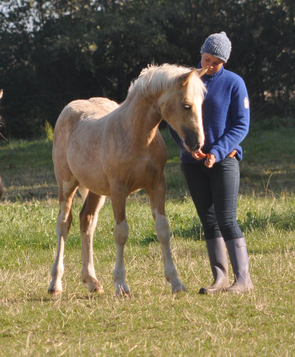 Welsh Cob (sec D) Naseba´s Elektra - okt 2012 billede 7