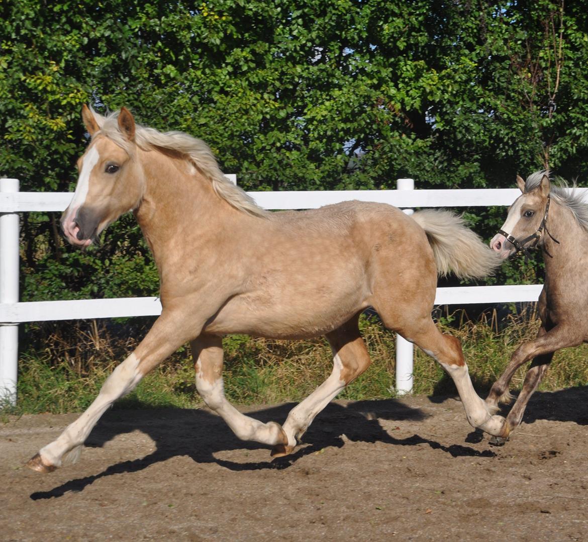 Welsh Cob (sec D) Naseba´s Elektra - okt 2012 billede 8