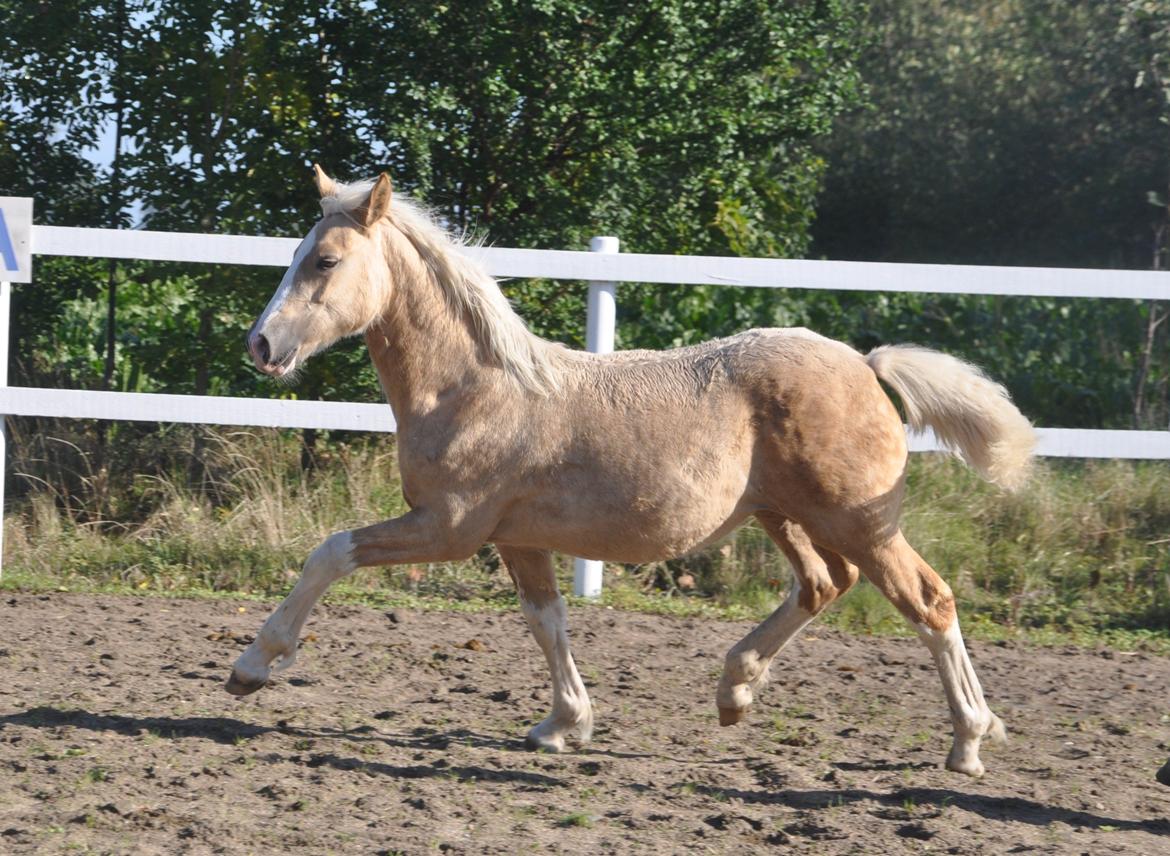 Welsh Cob (sec D) Naseba´s Elektra - okt 2012 billede 9