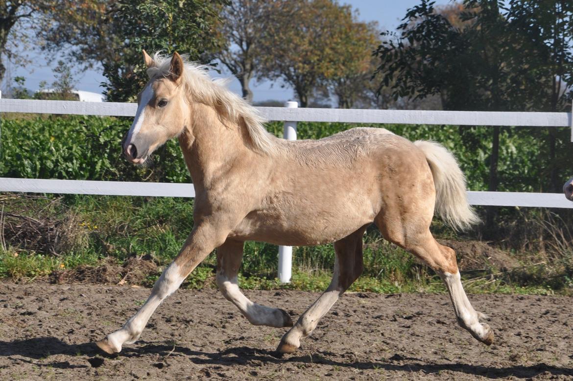 Welsh Cob (sec D) Naseba´s Elektra - okt 2012 billede 10