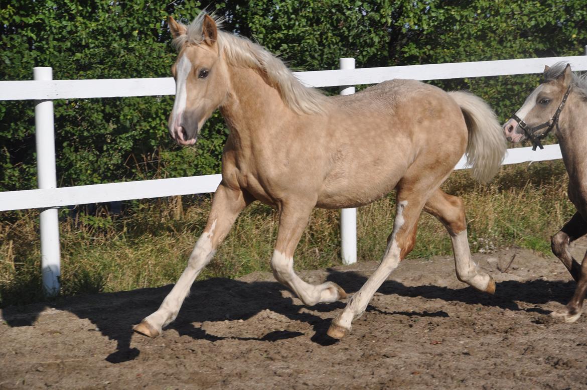 Welsh Cob (sec D) Naseba´s Elektra - okt 2012 billede 11