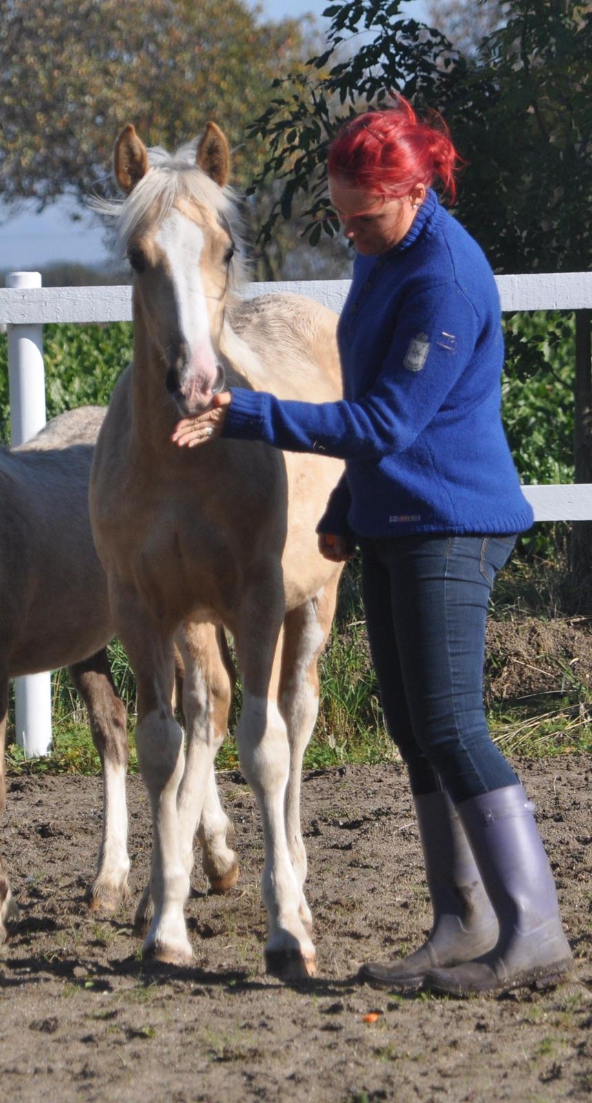 Welsh Cob (sec D) Naseba´s Elektra - okt 2012 billede 12