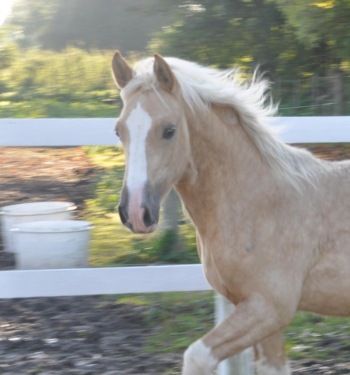 Welsh Cob (sec D) Naseba´s Elektra - okt2012 billede 13