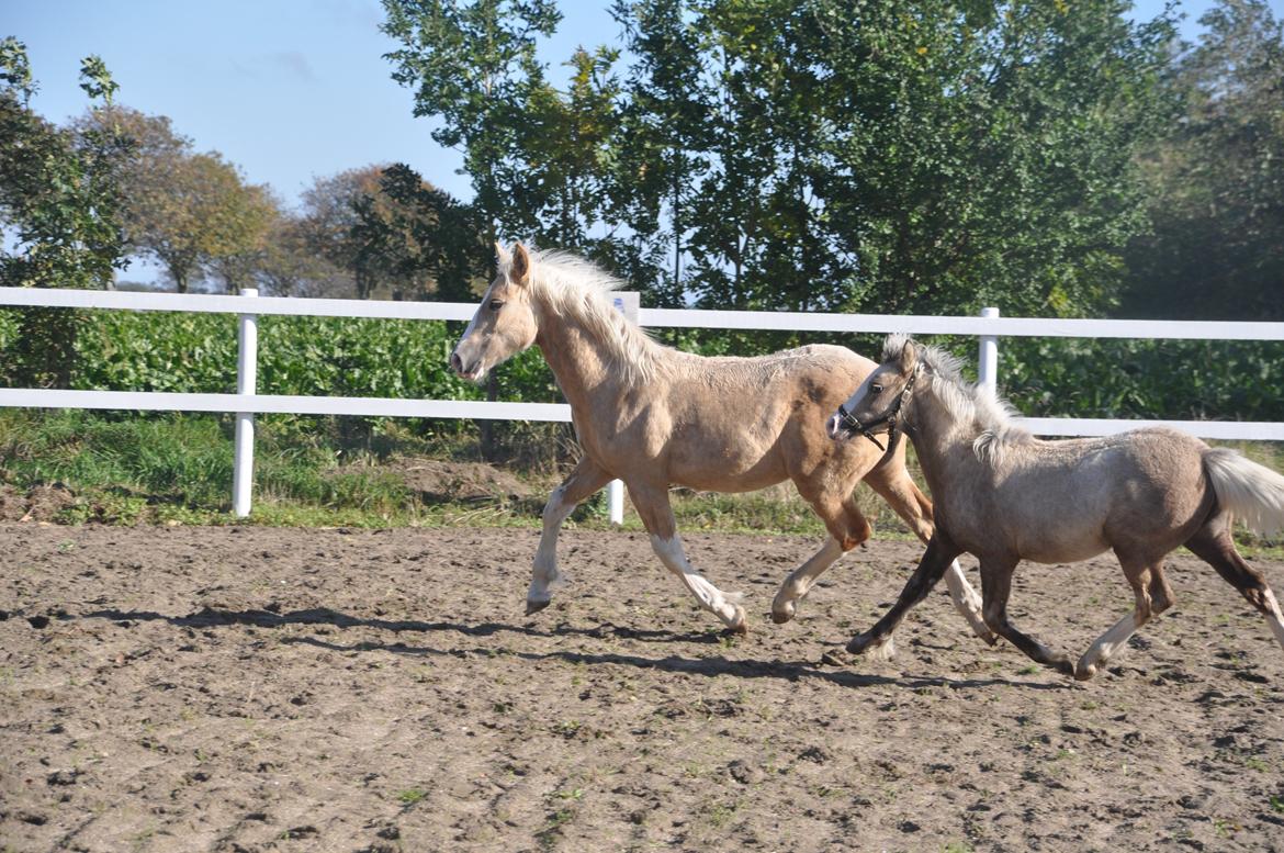 Welsh Cob (sec D) Naseba´s Elektra - okt 2012 billede 14