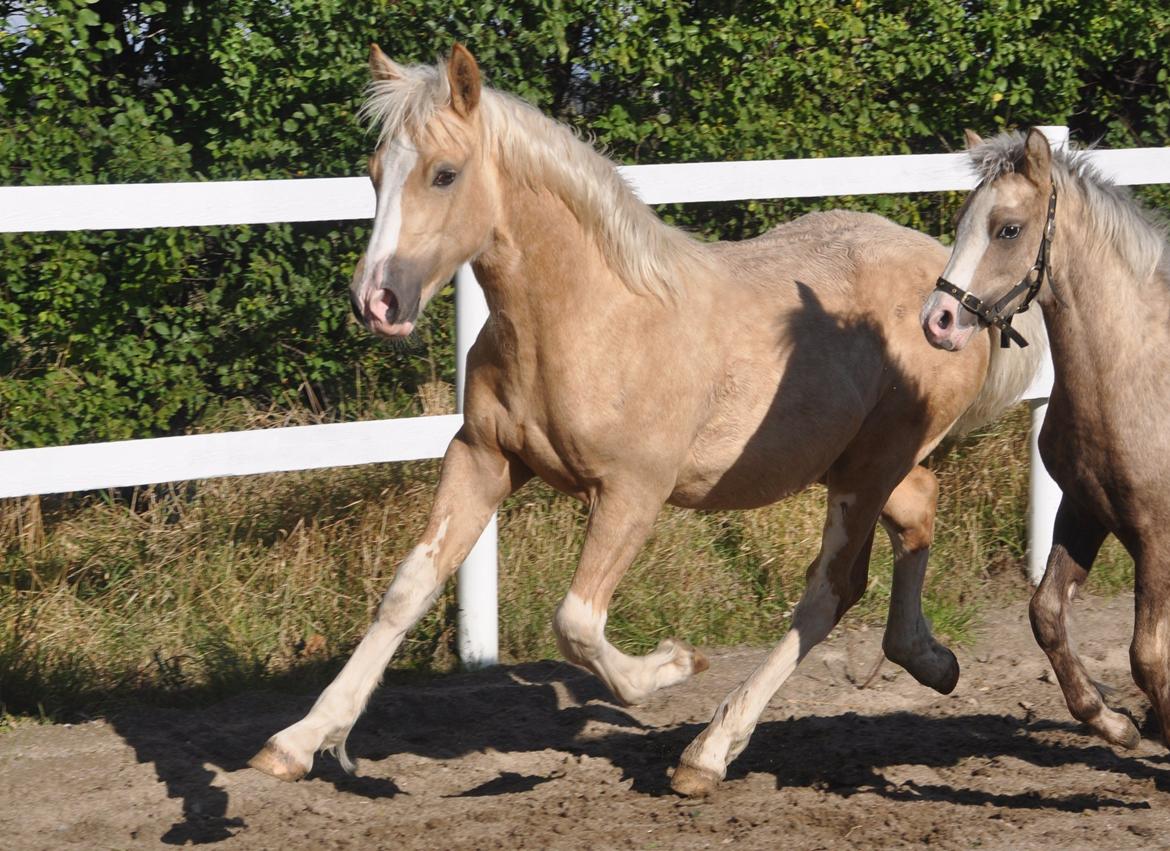 Welsh Cob (sec D) Naseba´s Elektra - okt2012 billede 15