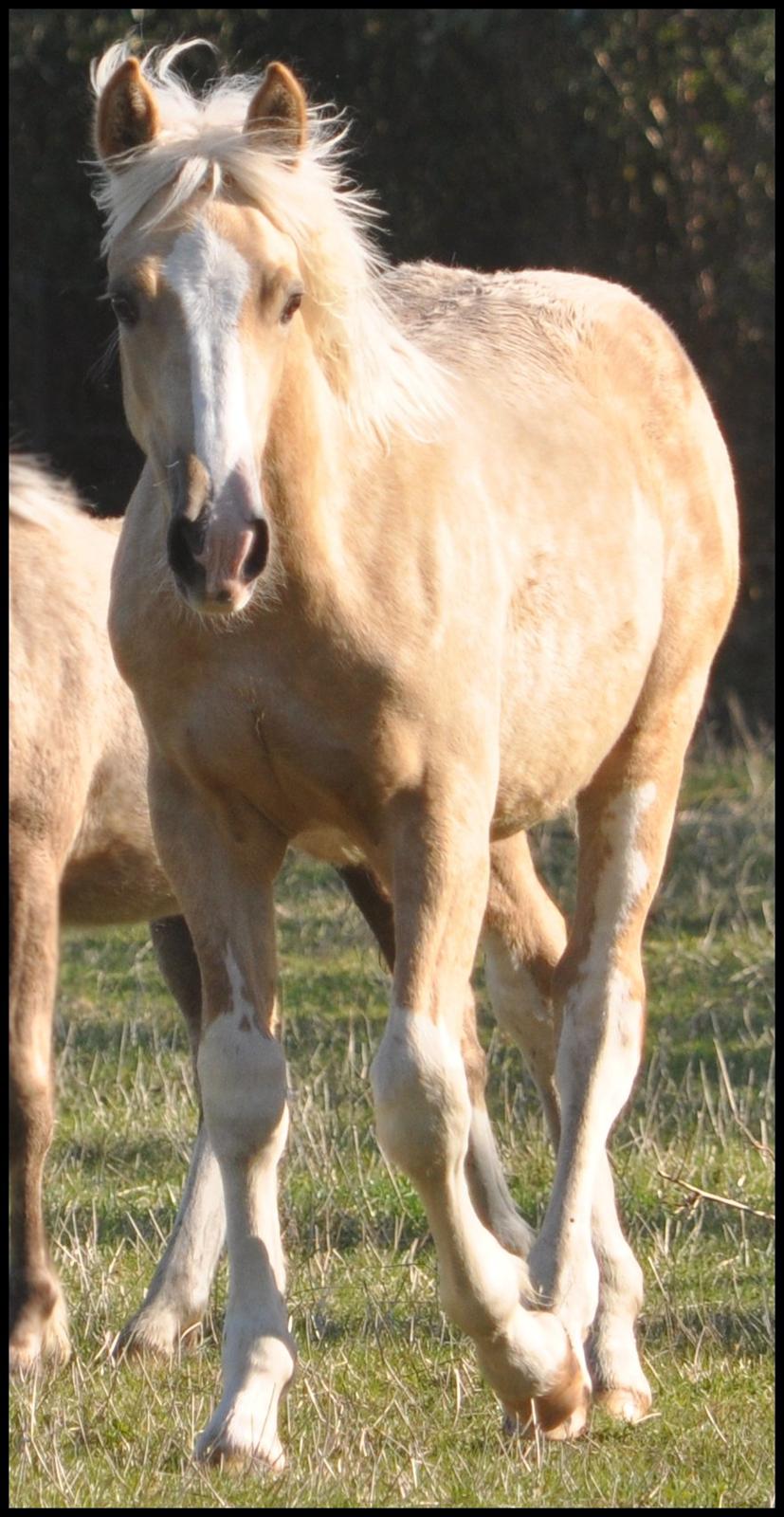 Welsh Cob (sec D) Naseba´s Elektra - okt 2012 billede 16
