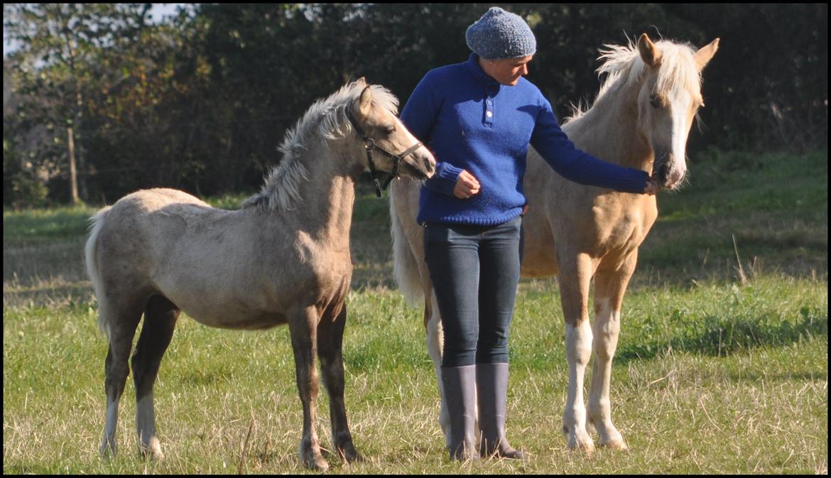 Welsh Cob (sec D) Naseba´s Elektra - okt2012 billede 17